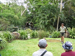 116 Cairns Tropical Zoo
